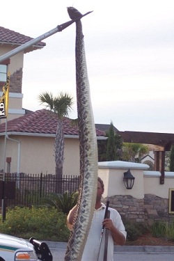 15 foot snake hoax