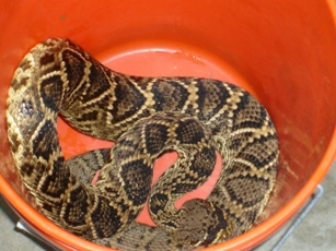 4-ft Diamondback caught in St Petersburg