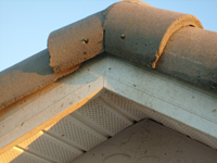 bats in tile roof Tampa