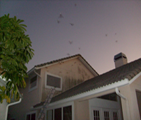 Bats in attic Tampa