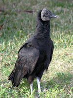 Vulture / Buzzard removal and control