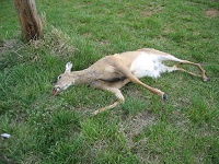 Dead deer removal