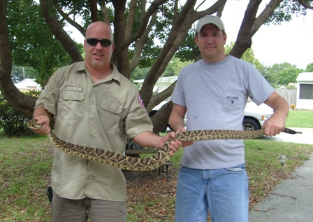 Large Eastern Diamondback removal in Tampa Clearwater New Tampa Lutz St Petersburg Largo Seminole Bradenton Carrollwood Pinellas Hillsborough Manatee Counties