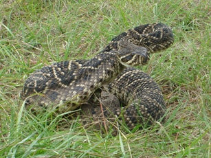 Diamondback in defensive strike mode in Tampa.