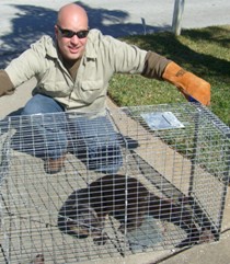 River otter trapping and removal in largo Clearwater seminole 