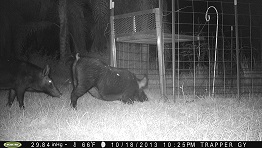 Feral Hog Trapping