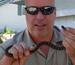 Dusky Pygmy rattlesnake in Tampa Pinellas pasco