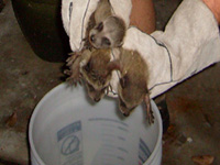 Tampa wildlife rehabilitaion