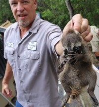 Davis island raccoon control