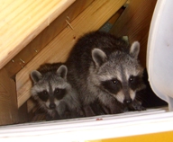 Young raccoons in soffit of house in Largo.