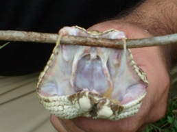 Rattlesnake fangs