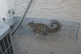 Trapped squirrel in tampa exiting AC chase.