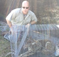 Tampa coyote trapper
