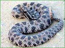 pygmy rattlesnake removal