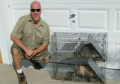 Raccoon and Opossum trapped by Dave Lueck