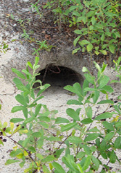 Gopher tortoise digging holes in yards in Pinellas Hillsborough Pasco counties.