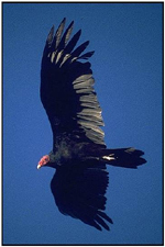 Turkey Vulture problems