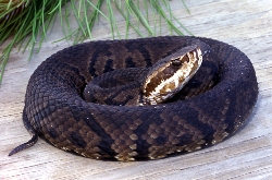 Cottonmouth removal Tampa