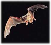 Tampa bat control and removal. We will get bats out of your attic or roof.