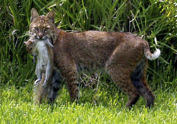 Bobcats in Pasco Hillsborough Pinellas and Manatee County