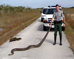 Exotic animal and critter removal in the Tampa Bay area