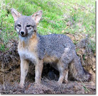 Gray fox removal and trapping in Tampa Bay area