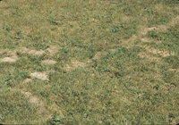 Moles tunneling in lawn or yard causing damage