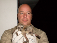 raccons babies in attic