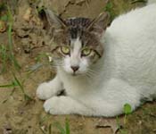 feral cat