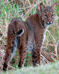 Tampa bay area bobcat control and removal.