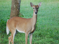 Tampa dead deer removal