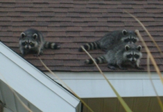 How to get rid of raccoons on the roof.