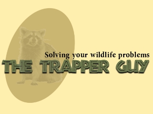 Tampa Squirrel Trapper