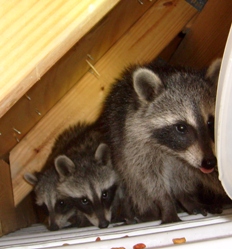 How to get rid of raccons in tampa bay